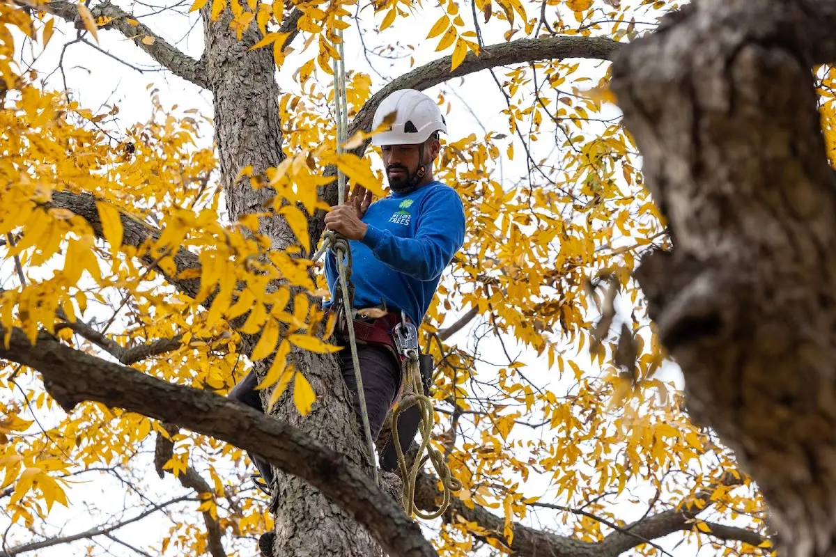 Skilled Tree Planing crew working in Tonkawa