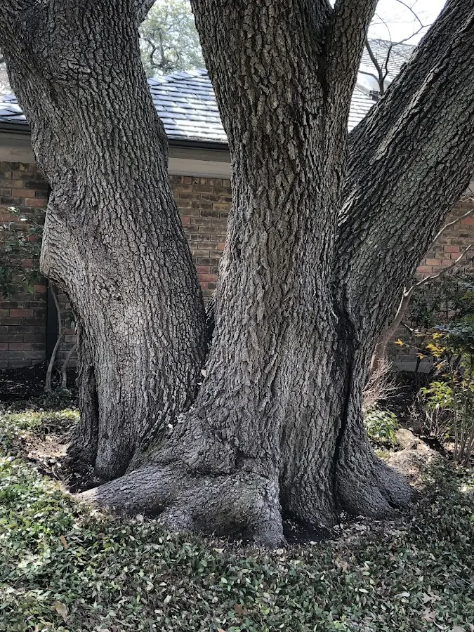 Mature heritage tree close to a Tonkawa property cared for by certified arborists